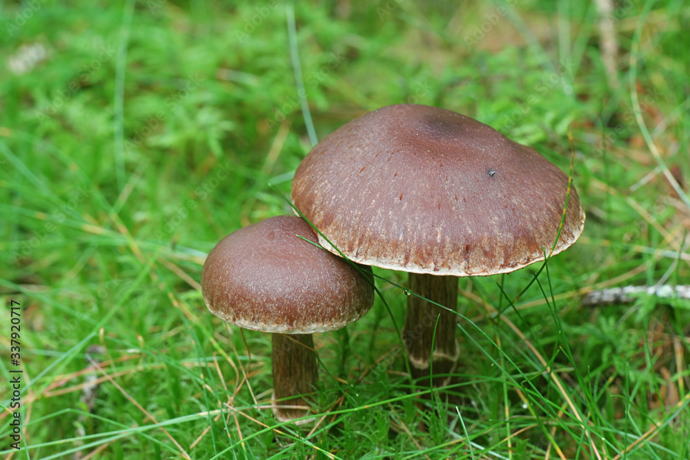 Cortinar webcap mushroom, Cortinarius brunneus Cortinar webcap mushroom, Cortinarius brunneus