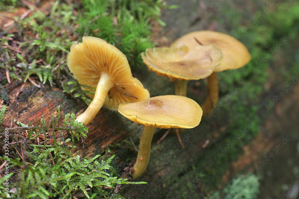 Tricholomopsis decora, known as Prunes and Custard, wild mushroom from
