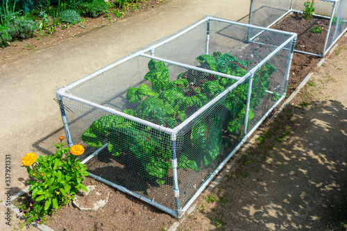 Vegetable garden pest control transparent netting