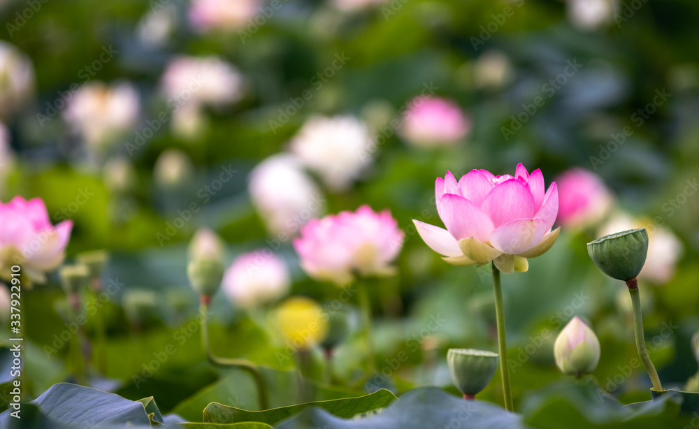 蓮の花　初夏イメージ