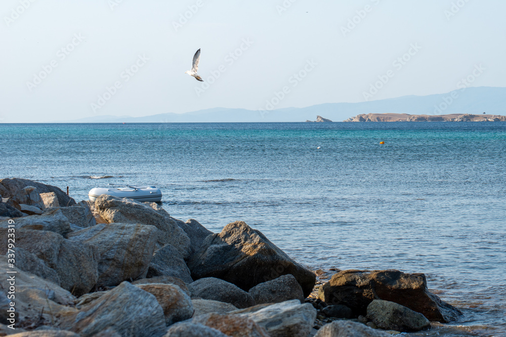Seagull caught in flight. Ammoliani island at the horizon.