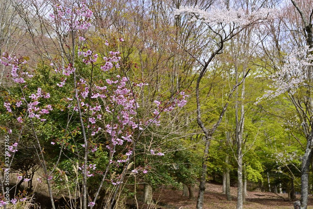 Fototapeta premium I want Spring to come soon!