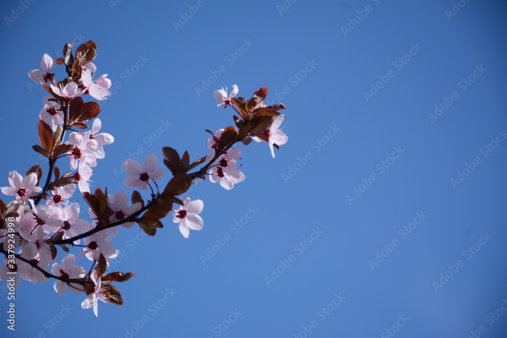Branch with delicate pink sakura flowers against a blue sky Branch with delicate pink sakura flowers against a blue sky