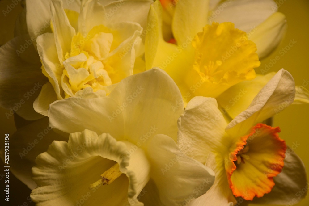 Obraz premium Bouquet of beautiful daffodils of different varieties close-up on a yellow background