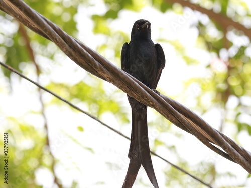 Black dongo on electric cable photo