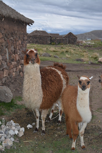 Familia de alpacas photo