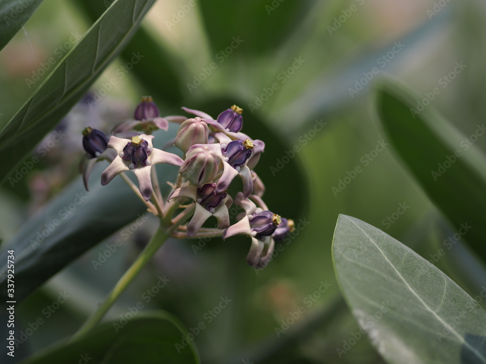 Obraz premium Purple crown flower blooming in garden on blurred of nature background, Calotropis gigantea clusters of waxy flowers that are either white or lavender in colour