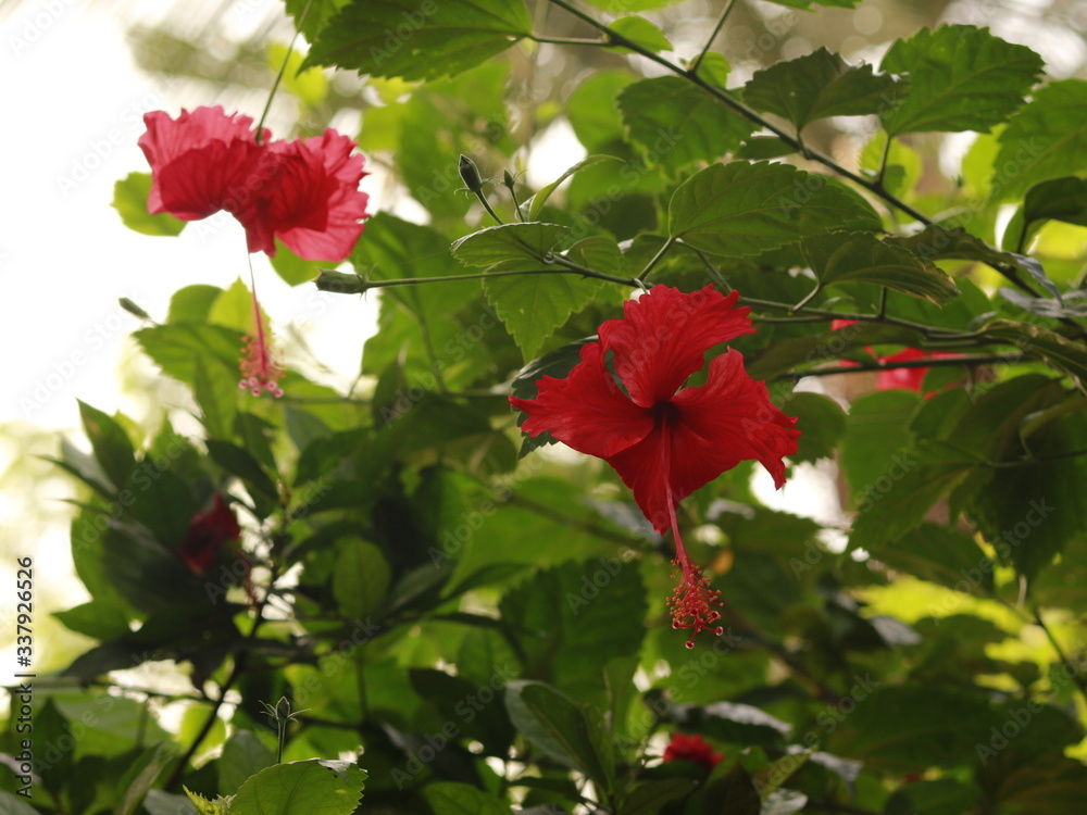 hibiscus tree with flower