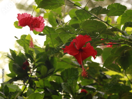 hibiscus tree with flower