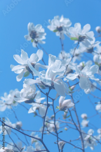 Springtime. White magnolia flowers in the sun.