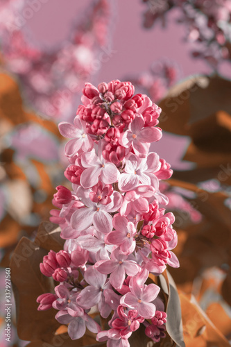 Lilac flower pink spring background.