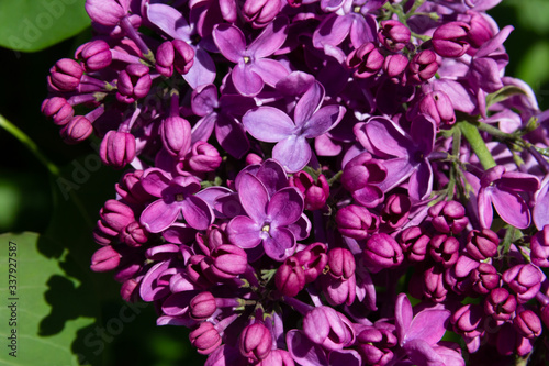 Lilac flower pink spring background.
