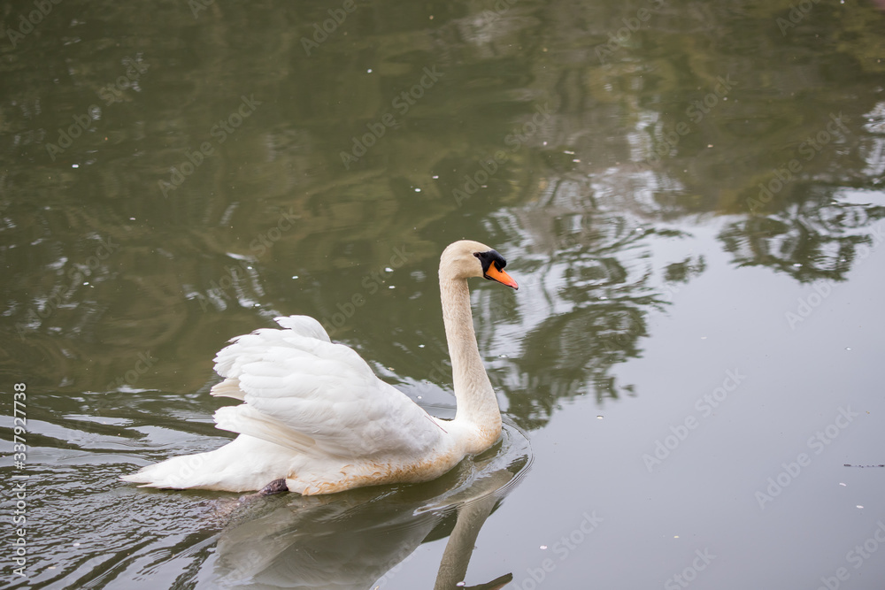 水面にいる綺麗な白鳥