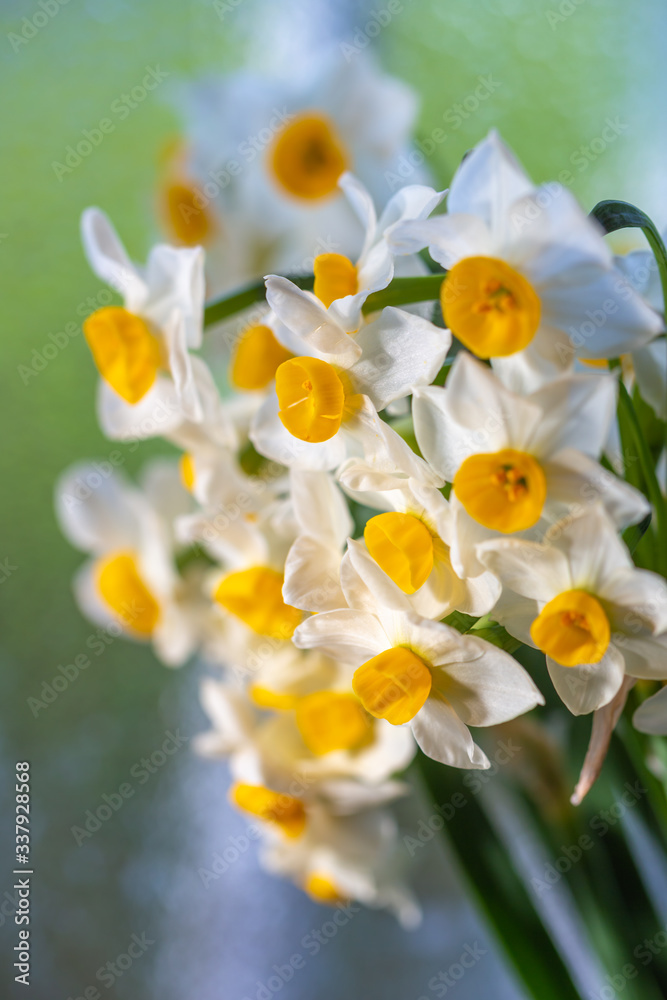 Fototapeta premium 水仙の花 初春イメージ