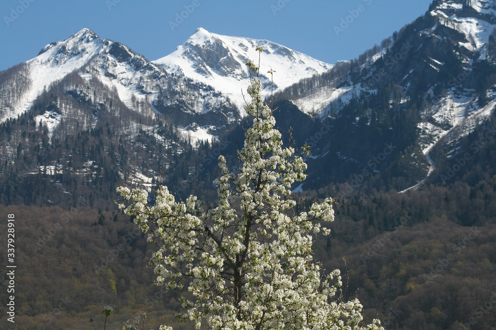 Flowering trees in the Caucasus mountains, Sochi, Russia.