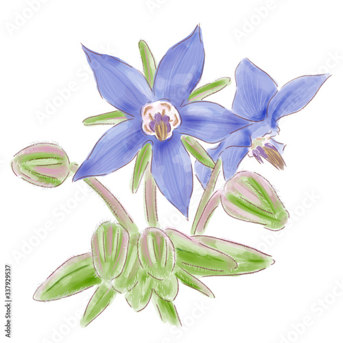 Fototapeta Naklejka Na Ścianę i Meble -  borage_watercolor