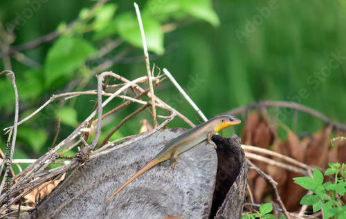East Indian Brown Skin, Many-lined Sun Skink, or Common Sun Skink, Lizards in the park, Lizards camouflage on tree trunks