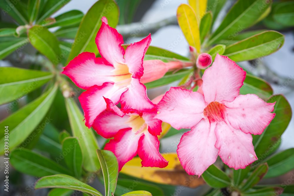tropical pink flowers frangipani (plumeria)