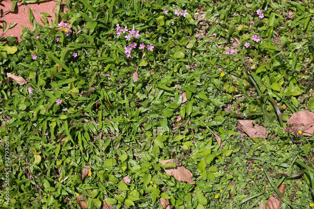green on the ground green on the ground