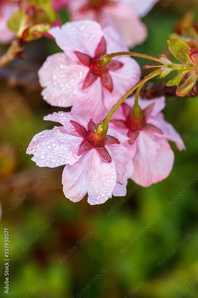 Obraz premium 桜の花 春イメージ