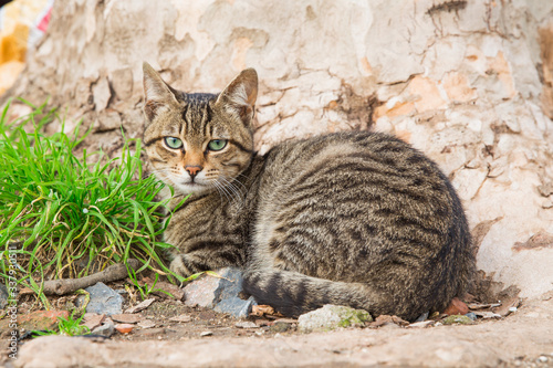 Striped stray cat of Istanbul city with bright green eyes and very serious appearance.