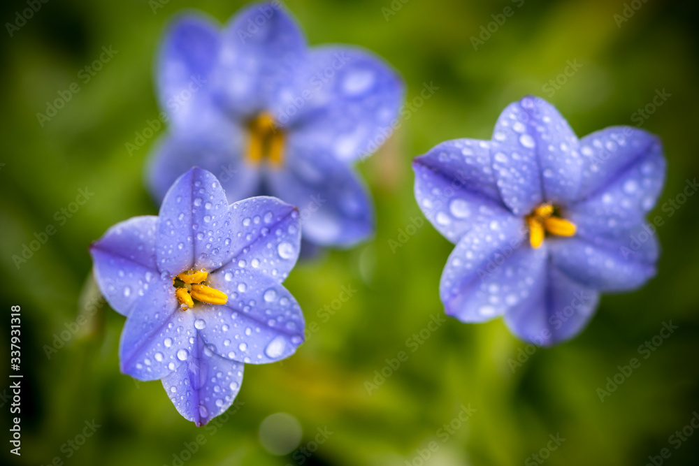 ハナニラの花 春イメージ ハナニラの花 春イメージ