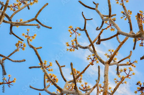 Plumeria Frangipani with blue sky background