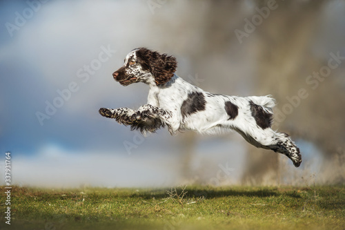 dog english springer spaniel