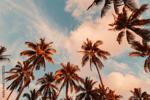 Fototapeta Naklejka Na Ścianę i Meble -  Copy space of tropical palm tree with sun light on sky background.