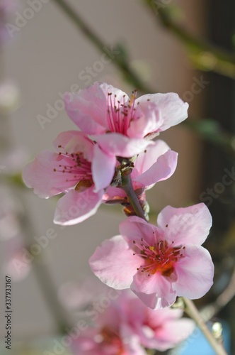 Beautiful pink flowers with blur background,Nectarine flowers .