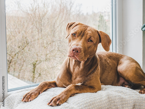 Lovable, pretty puppy of chocolate color. Close-up, indoor. Day light. Concept of care, education, obedience training, raising pets