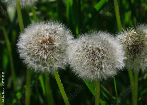 dandelion on green background