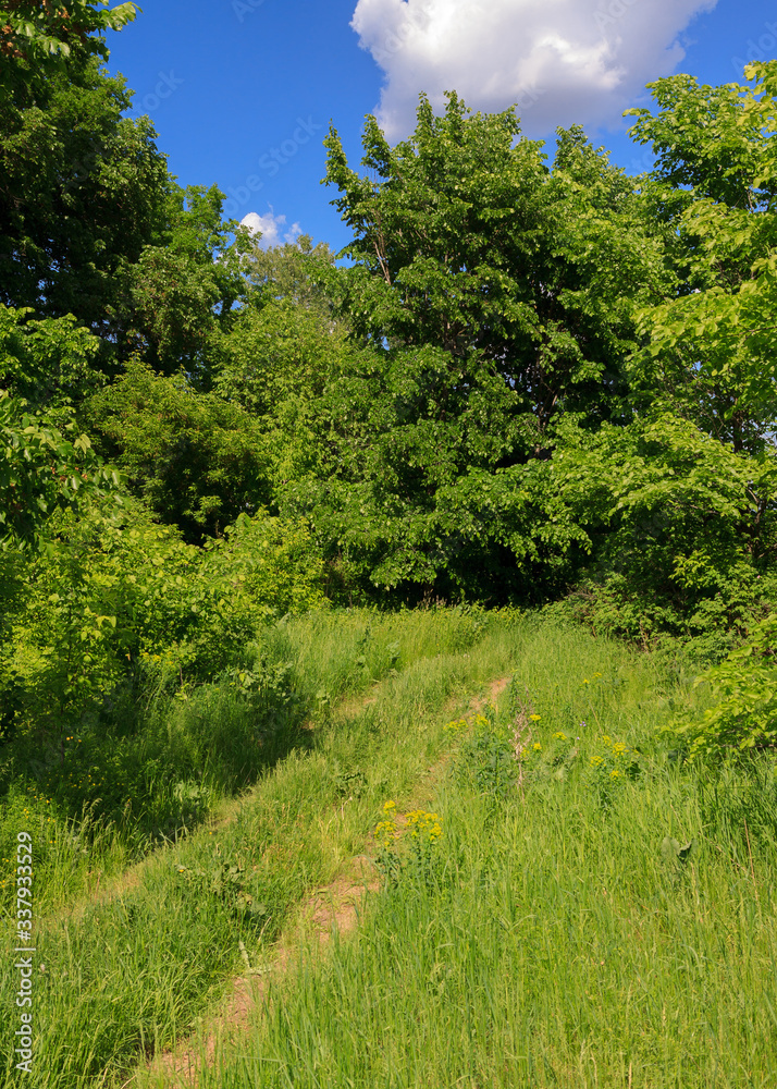 Obraz premium landscape with trees and blue sky