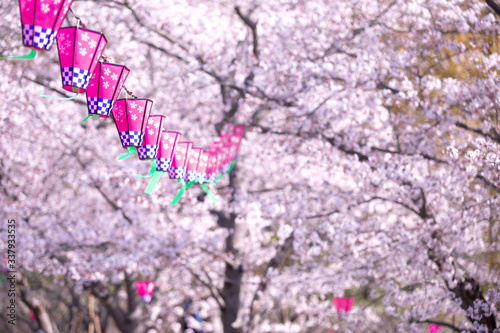 桜とランタン 春のイメージ