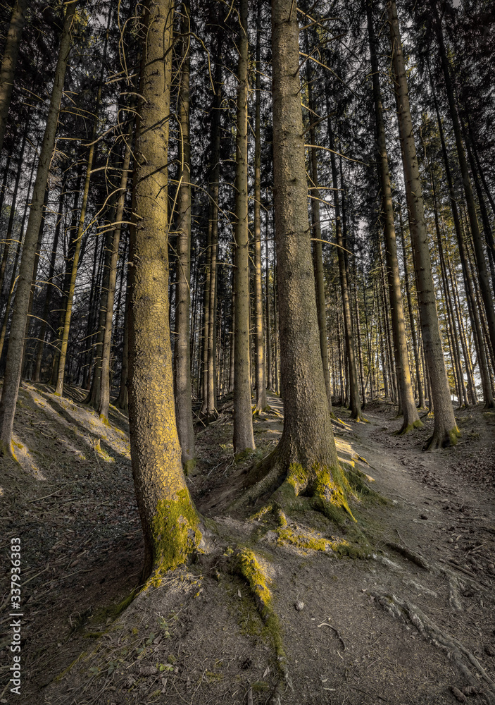 Obraz premium Germering Waldweg Wurzel Römerstrasse alte Route