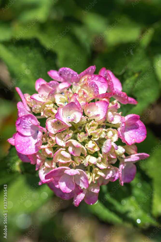 アジサイの花 梅雨のイメージ Stock Photo Adobe Stock