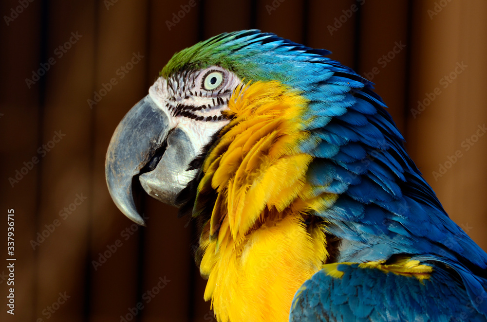 Fototapeta premium コンゴウインコ