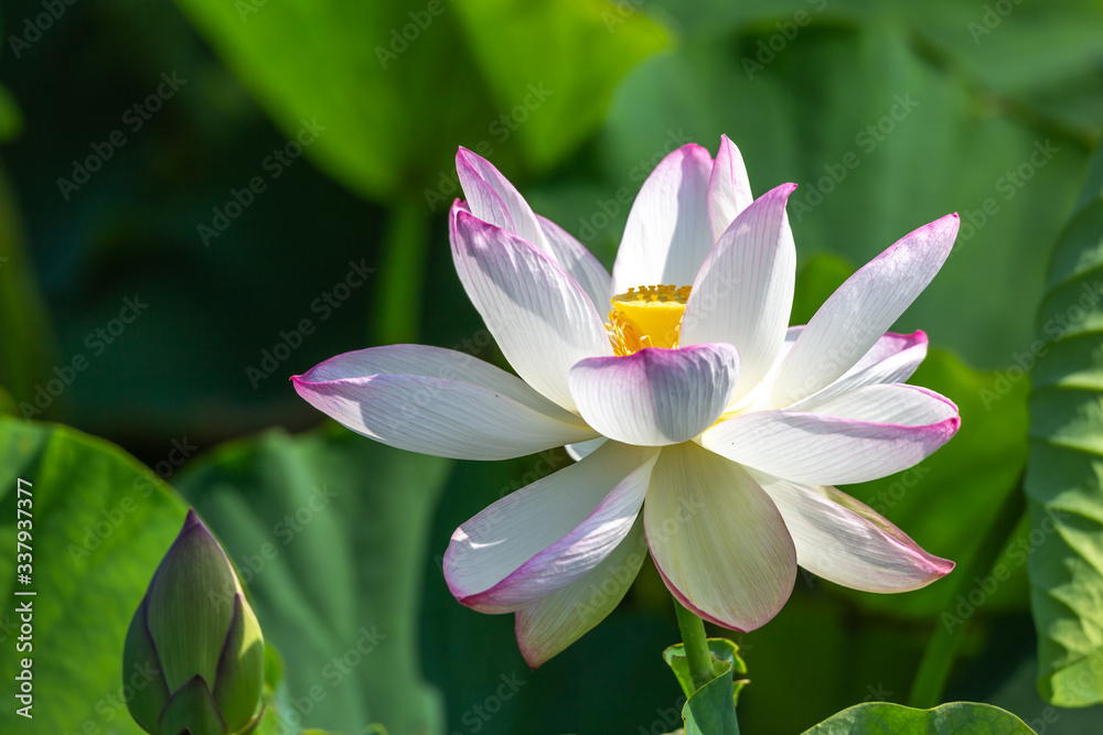 蓮の花 初夏イメージ 蓮の花 初夏イメージ