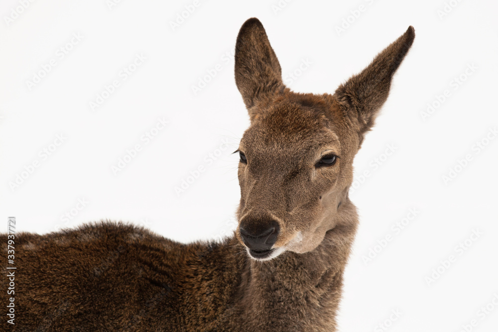 Moscow Zoo - European roe deer close-up portrait on white snow background