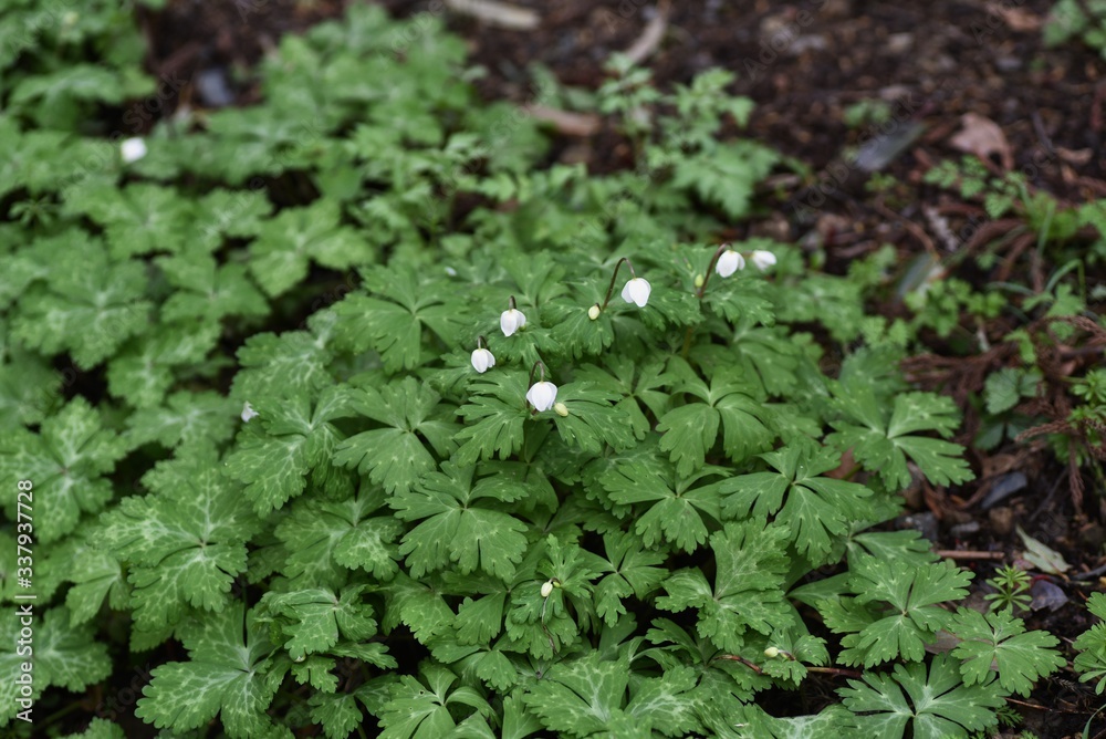 Anemone flaccida (Soft windflower) / Ranunculaceae perennial plants Anemone flaccida (Soft windflower) / Ranunculaceae perennial plants