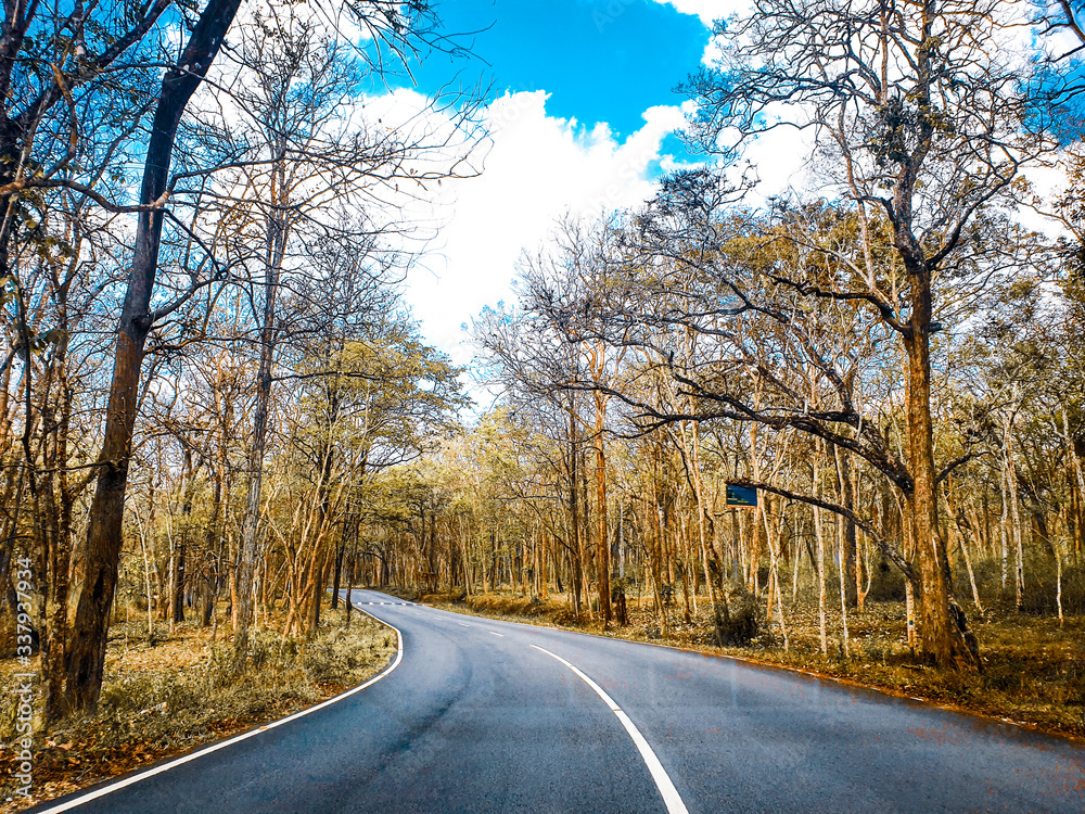 Fototapeta premium En route to muthanga ... forest highway with blue sky and trees