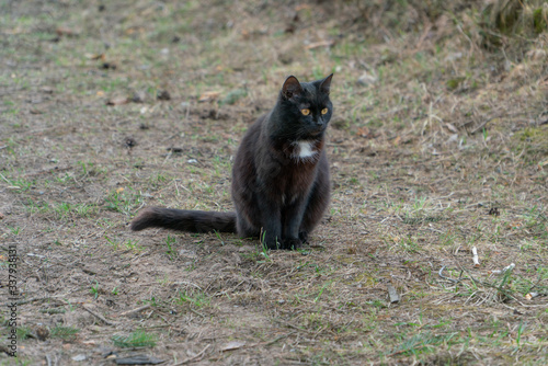 A black cat with a white spot on its neck sits outside on the grass and looks ahead