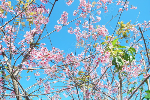 Mai Anh Dao has Latin name of Prunus Cesacoides, English name of Wild Himalayan Cherry, a special cherry blossom tree. Its trunk is like peach, but its flower has 5 pental like mickey’s mouse flower