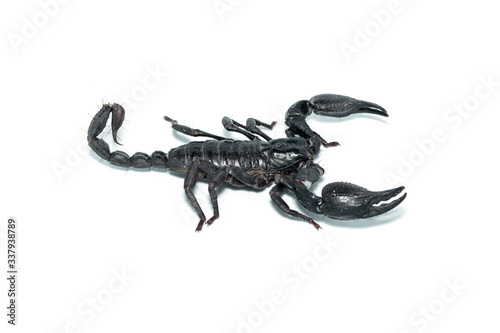 Right view of Asian Forest Scorpion isolated on white background