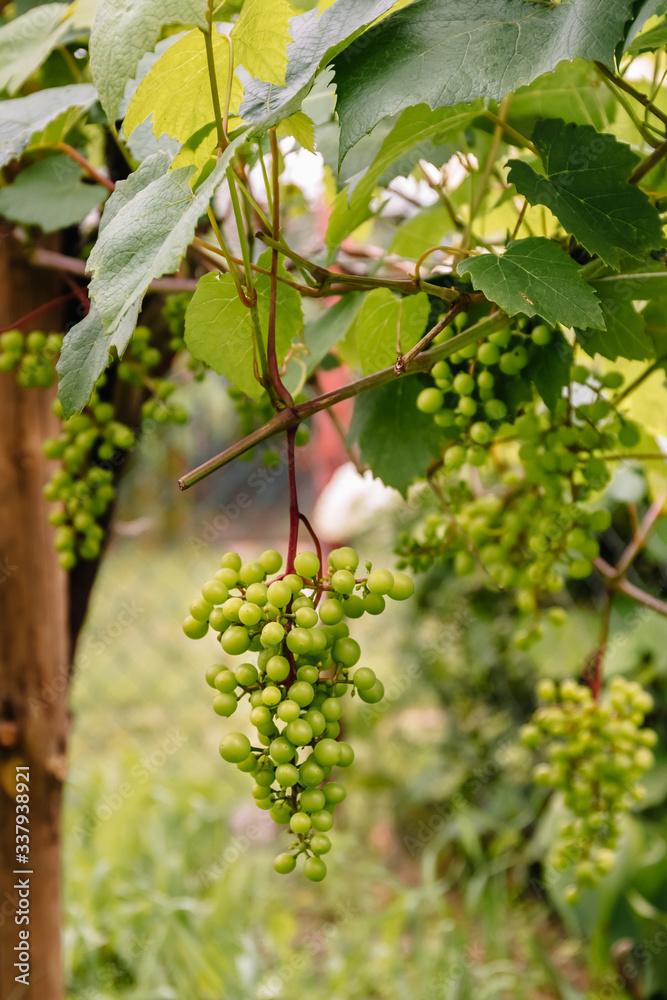 Green or white varietal grapes on a branch in the garden. Industrial cultivation of crops for the sale of fruit or the production of jam or the manufacture of wine. Delicious and refreshing fruit. Green or white varietal grapes on a branch in the garden. Industrial cultivation of crops for the sale of fruit or the production of jam or the manufacture of wine. Delicious and refreshing fruit.