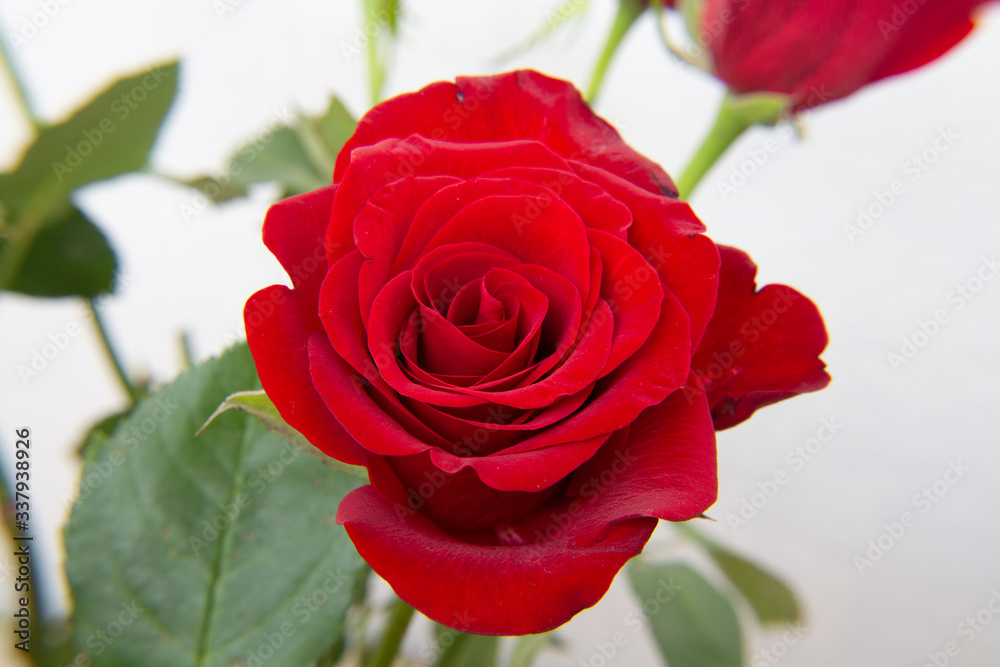 Fototapeta premium Red rose flowers on the light background.