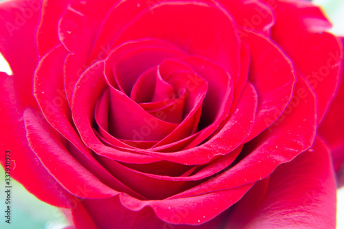 Red rose flowers on the light background.