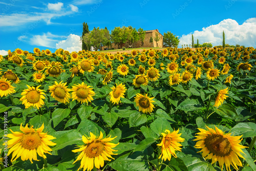 Sunflower field and stone house on the hill, Tuscany, Italy Stock Photo ...