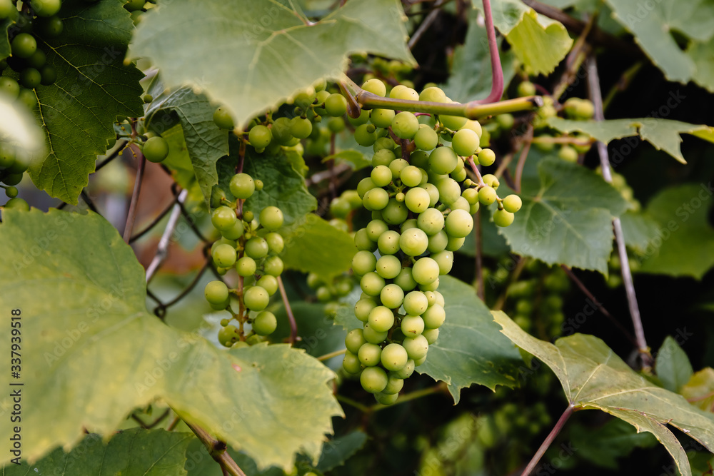 Green or white varietal grapes on a branch in the garden. Industrial cultivation of crops for the sale of fruit or the production of jam or the manufacture of wine. Delicious and refreshing fruit. Green or white varietal grapes on a branch in the garden. Industrial cultivation of crops for the sale of fruit or the production of jam or the manufacture of wine. Delicious and refreshing fruit.
