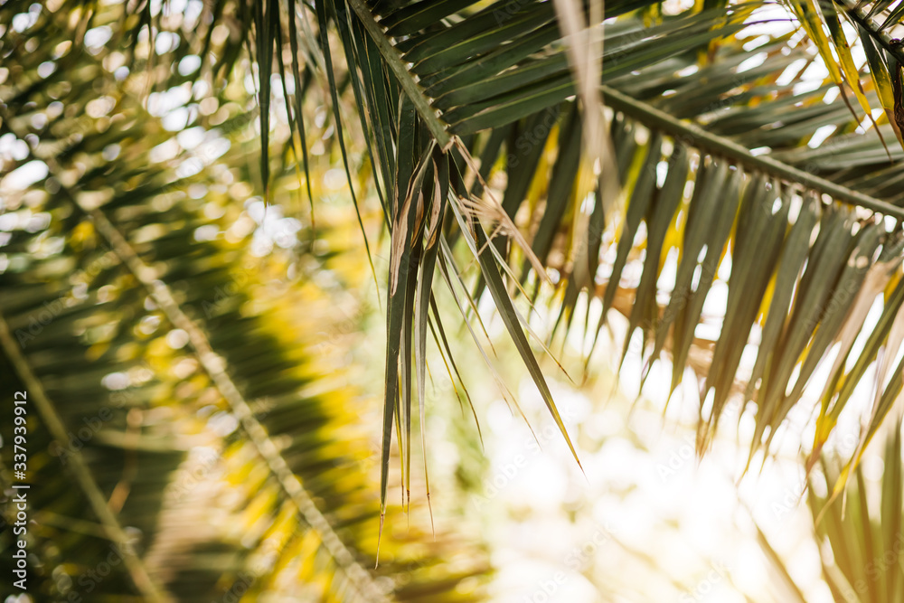 Naklejka premium Beautiful green tropical exotic forest